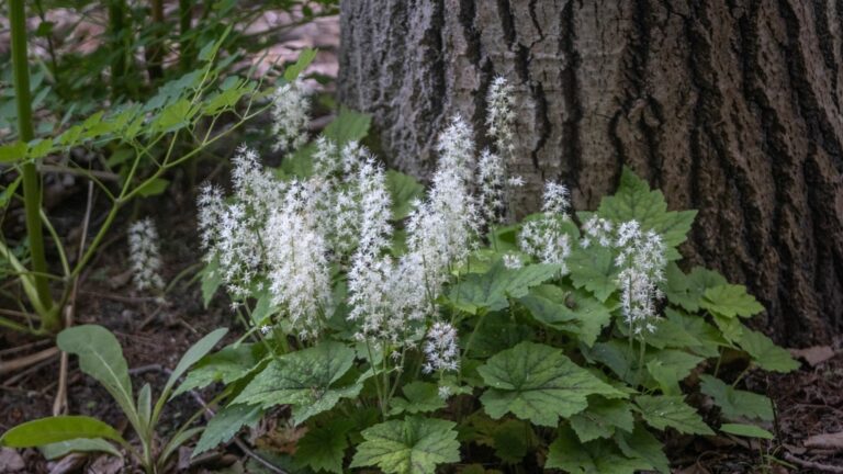 Heart-leaved Foamflower