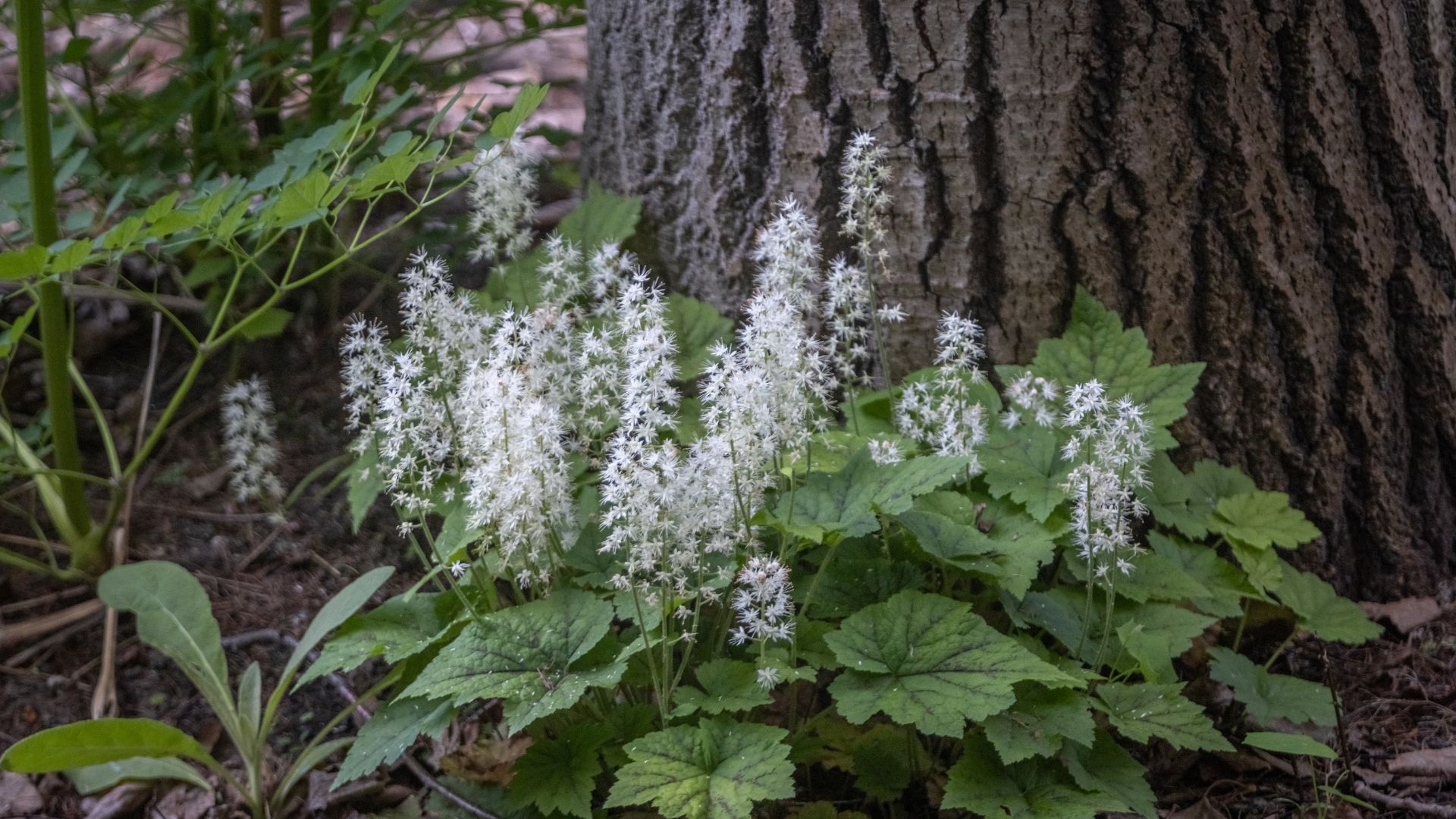 Groundcovers That Turn Tree Shade Into Garden Paradise In Virginia