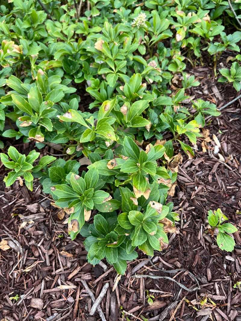Pachysandra