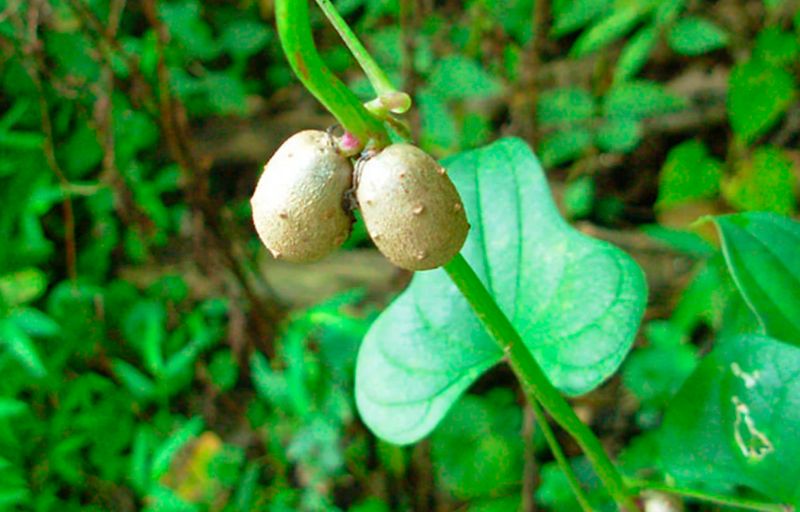 Chinese Yam