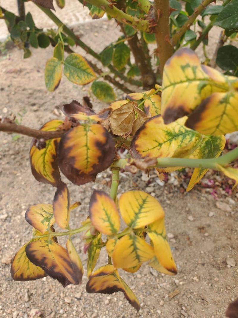 Ineffective Nutrient Conversion