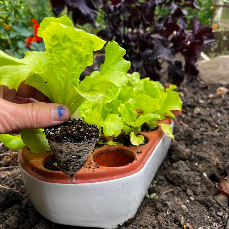 Time Transplanting Carefully