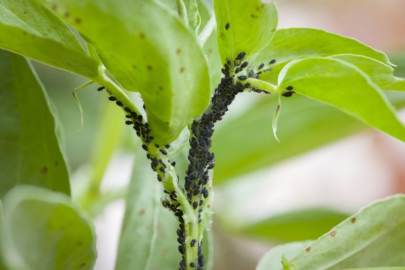 Monitor For Pests Weekly