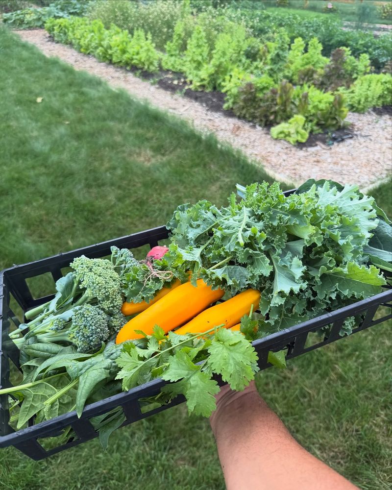Harvest Continuously