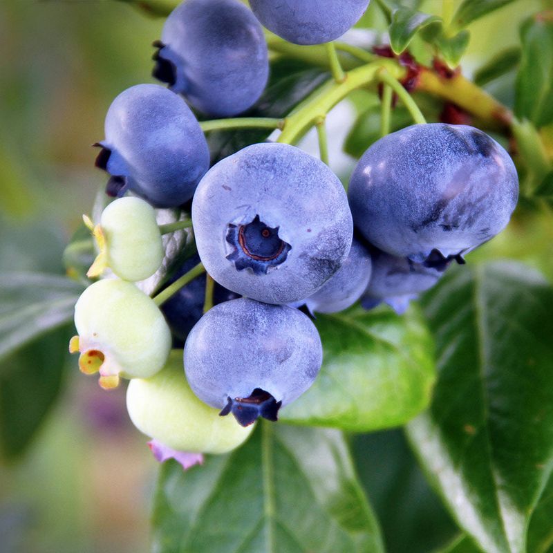 Add A Blueberry Hedge Along Property Lines