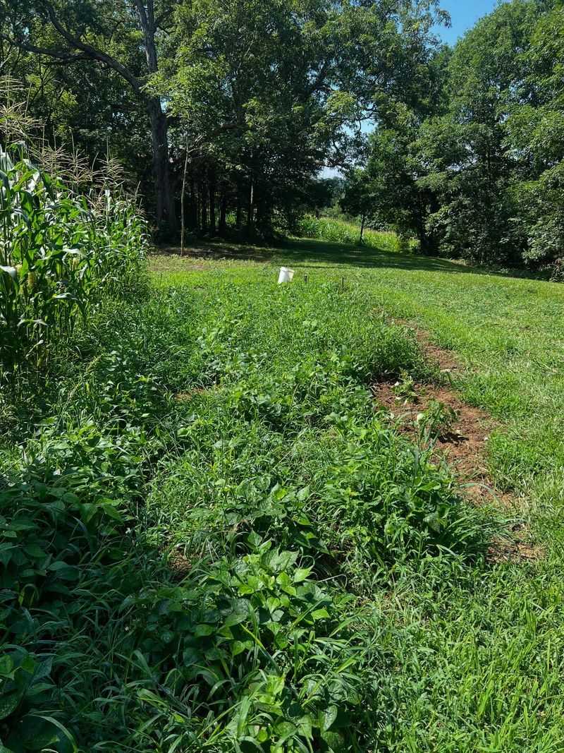 Neglecting Weed Control