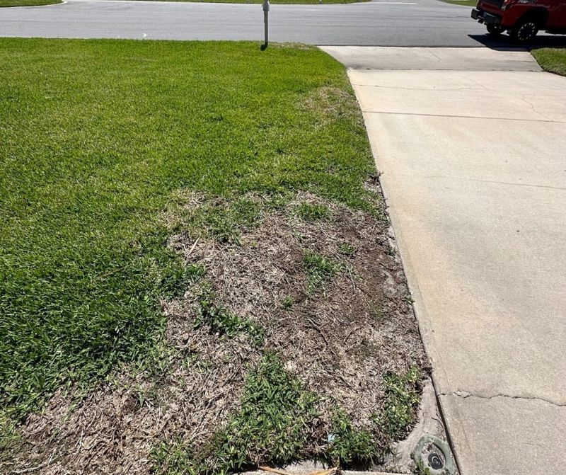 Chinch Bug Damage