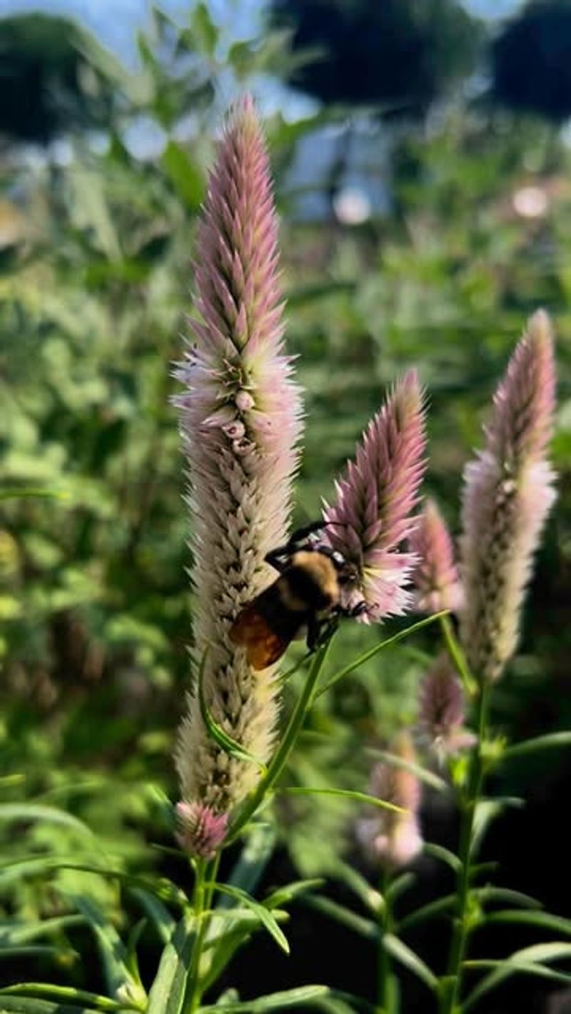 Texas Betony (Stachys coccinea)