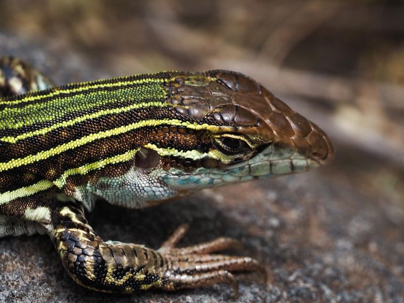 Whiptail Lizard