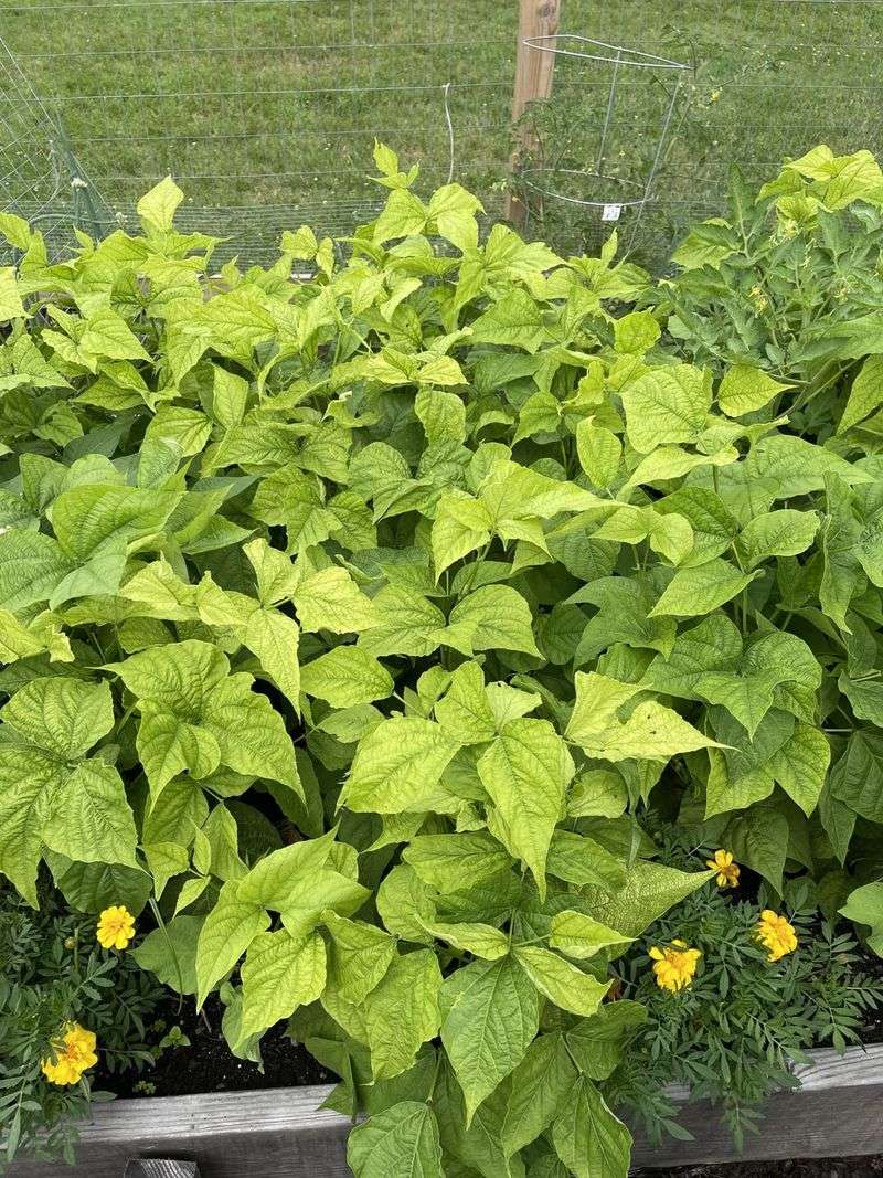 Alkaline Soil Nutrient Lockout