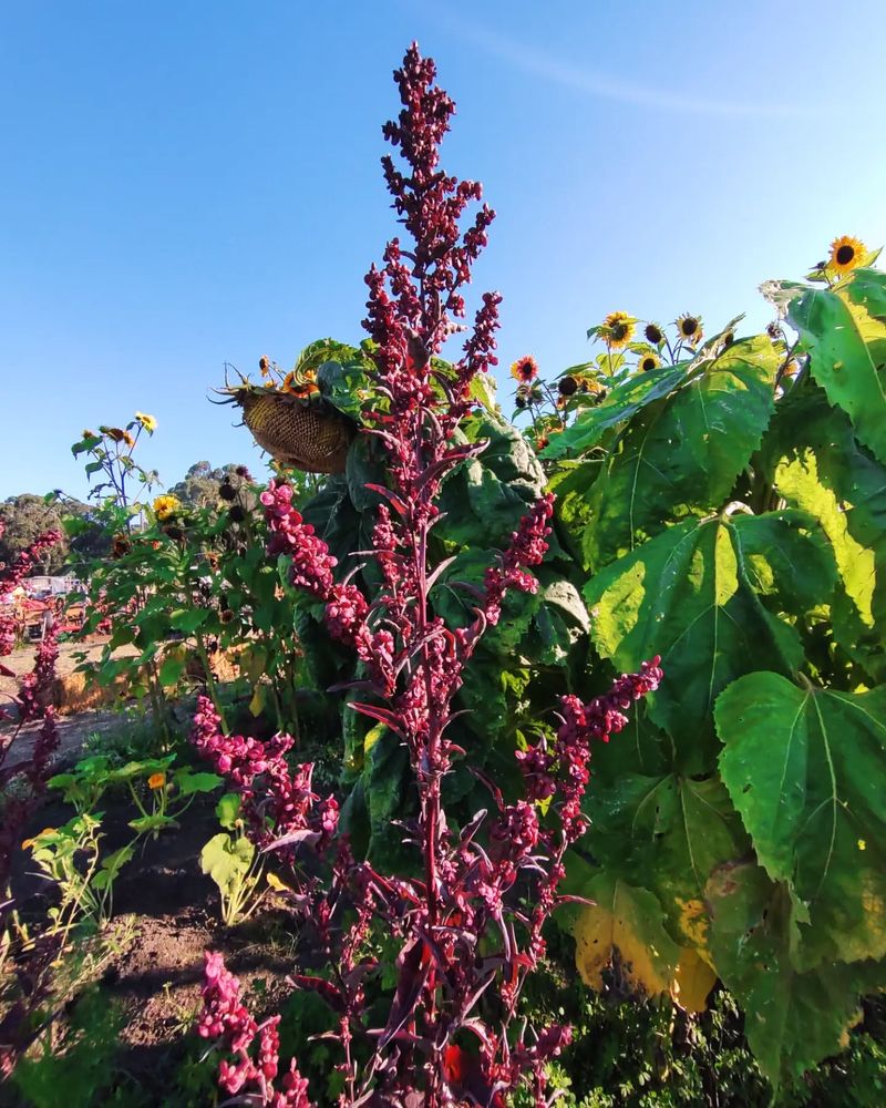 Orach: Mountain Spinach