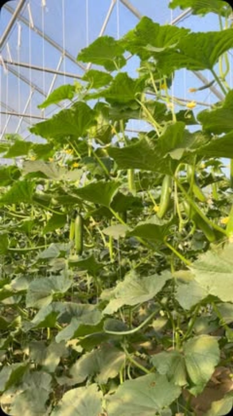 Apply Organic Pest Controls