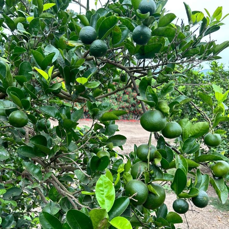 Thin Young Fruit Strategically