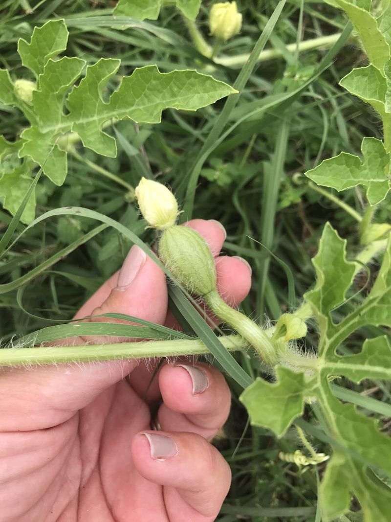 Hand-Pollinate For Better Fruit Set