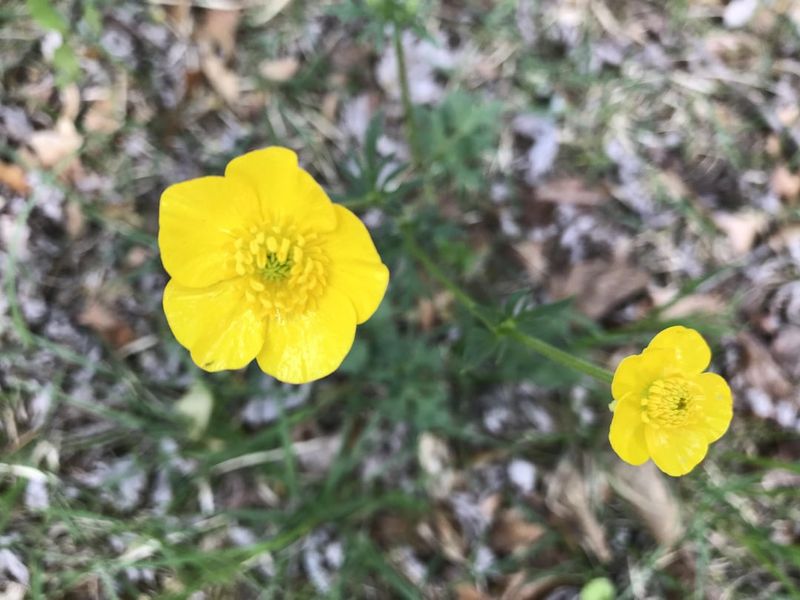 Selective Herbicide Application
