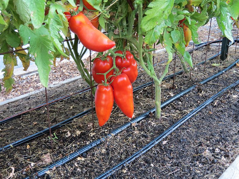 Drip Irrigation System