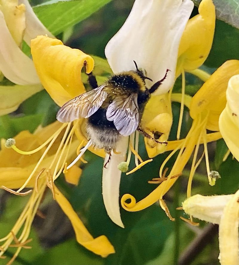 Attract native pollinators