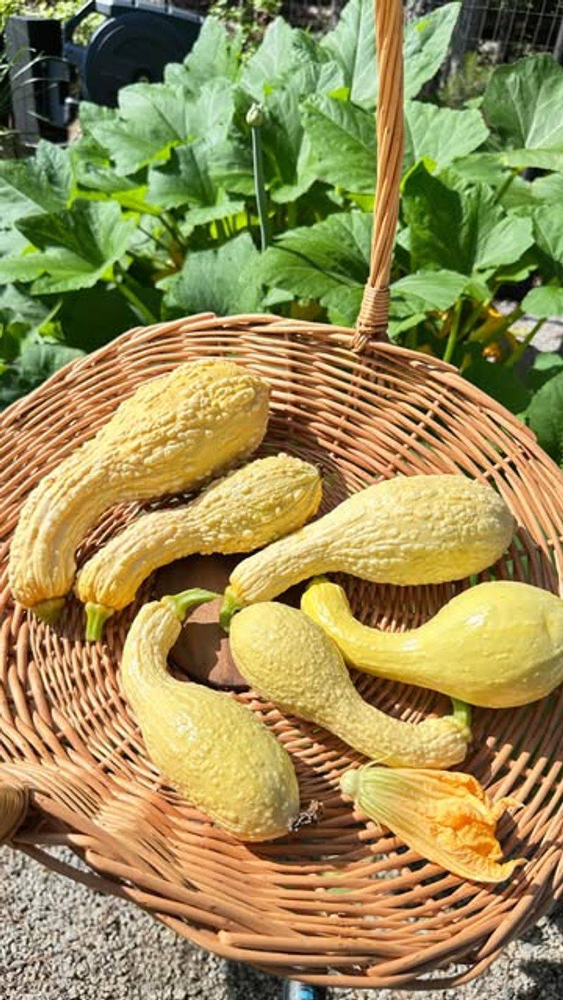 Use A Garden Basket Or Harvest Apron