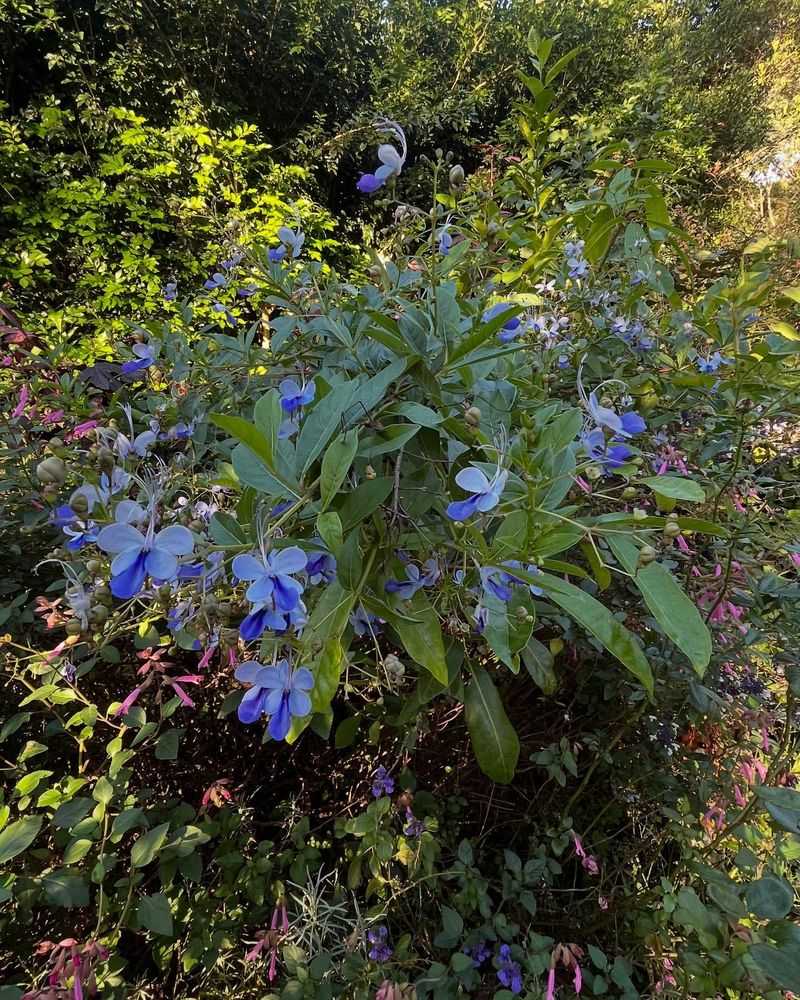Deters Unwanted Pests Naturally