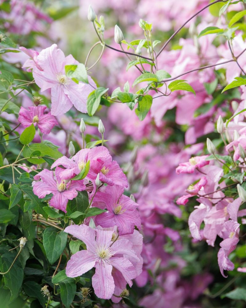 Clematis Montana Resents Heavy Pruning