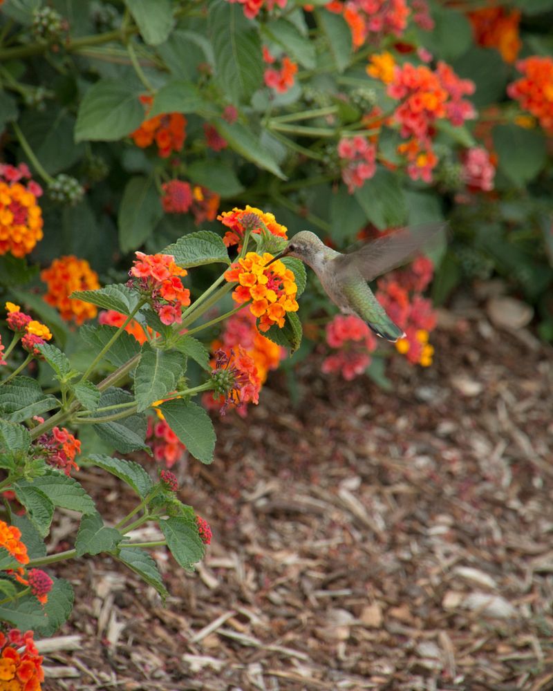 Plant Bird-Friendly Bushes