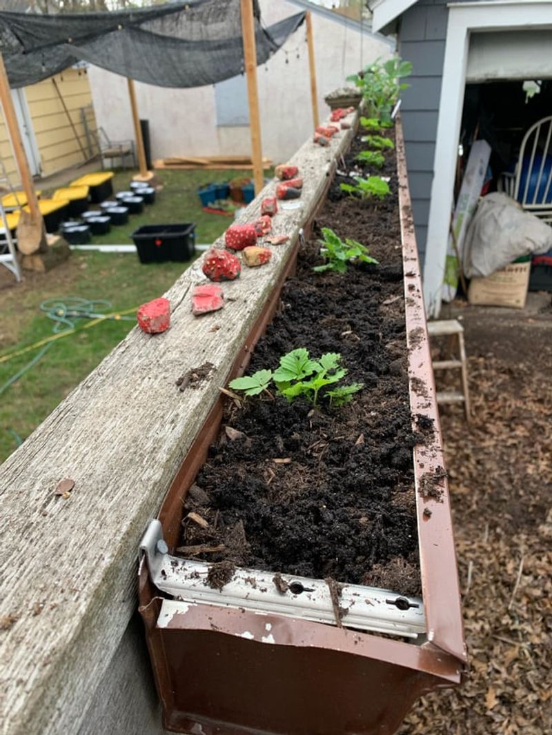 Recycled Gutter Garden