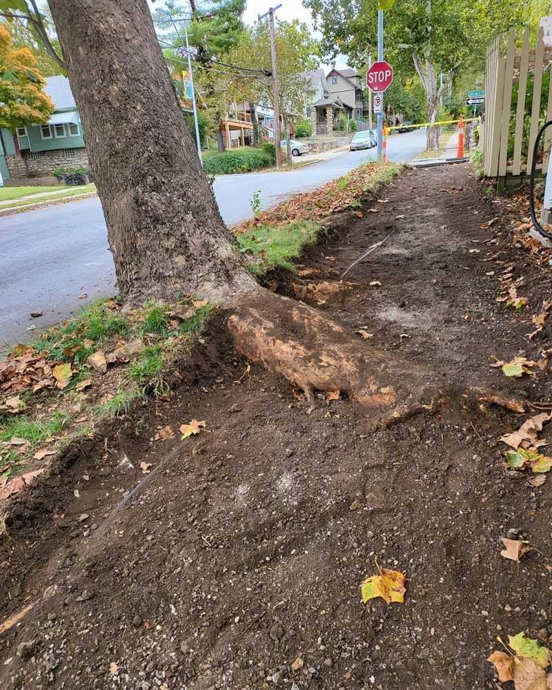 Root Damage From Construction