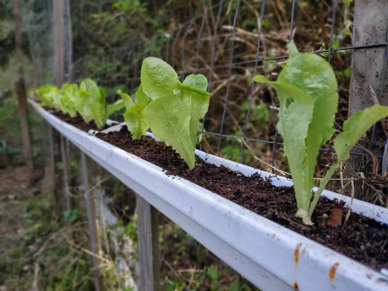 Upcycled Gutter Garden