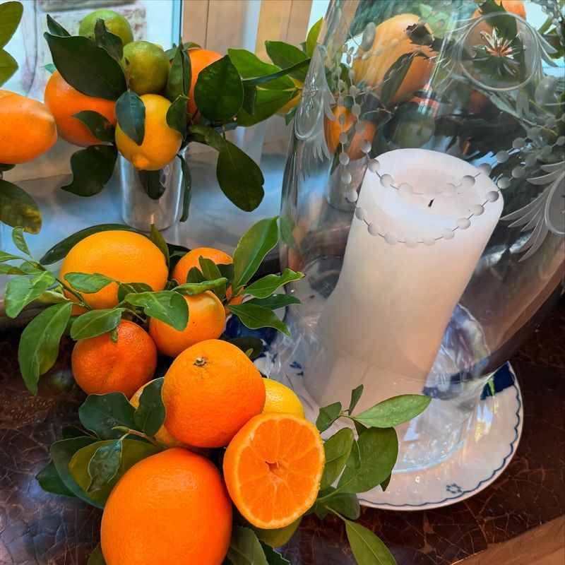 Citrus Tree Miniature