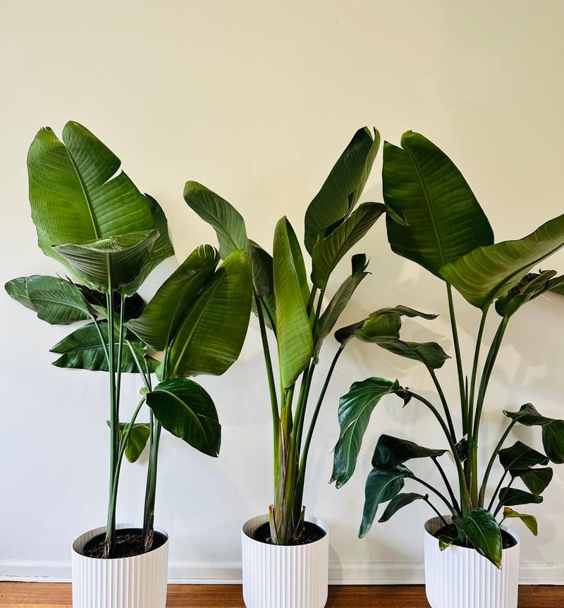 Statement Floor Plant