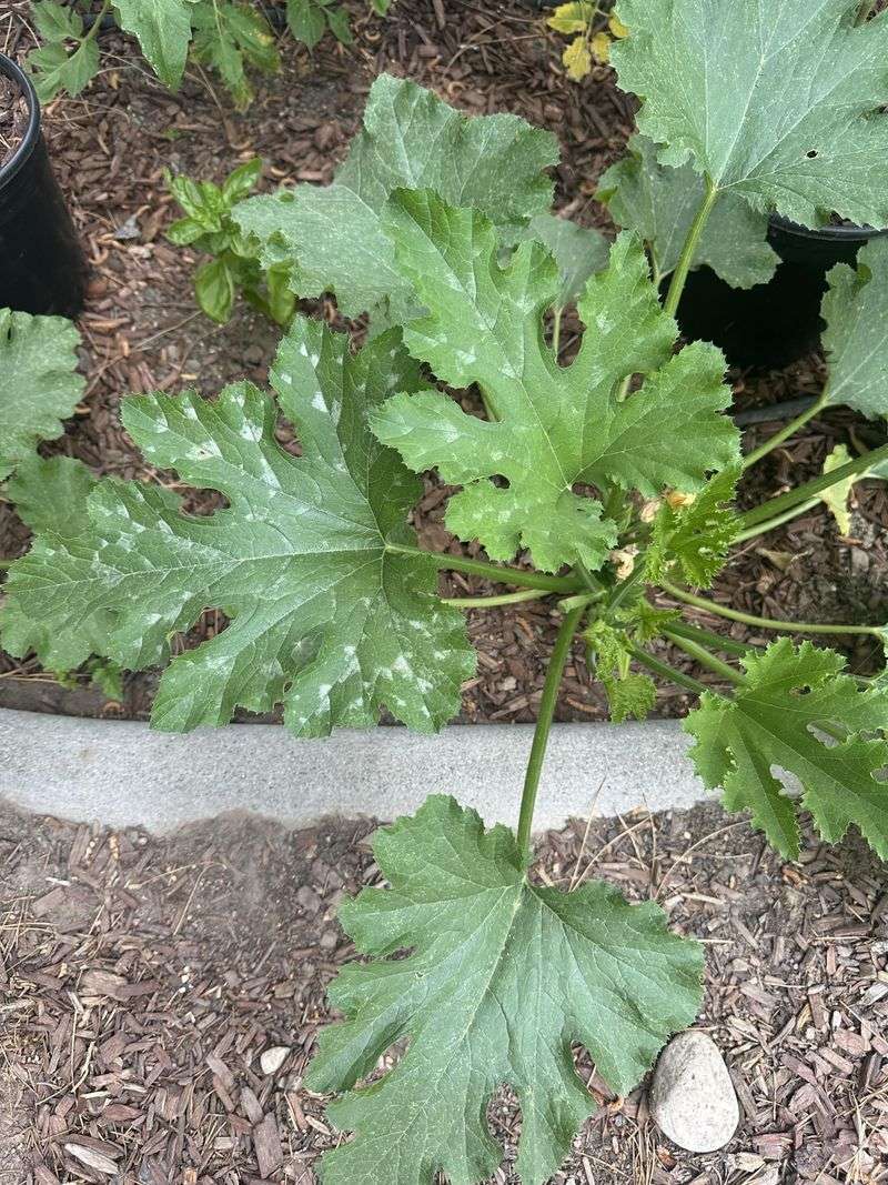 Whitefly Infestation