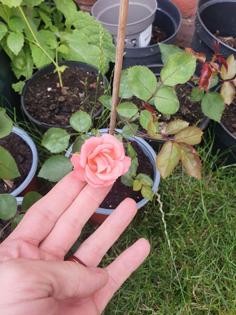 Transplant To Their Forever Home