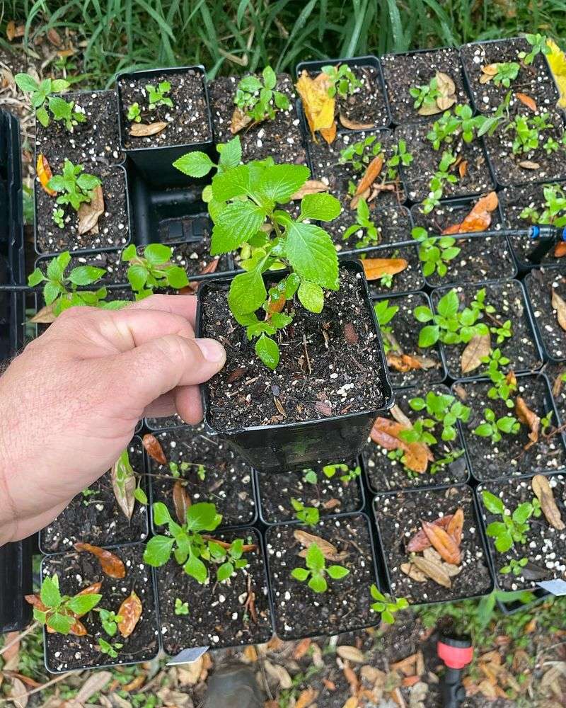 Transplant At The Right Time