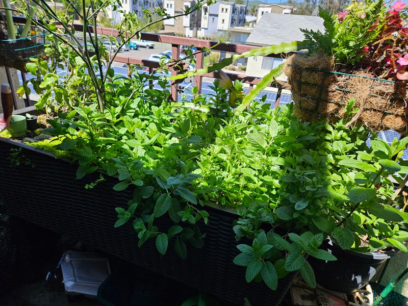 Overwhelms Garden Beds