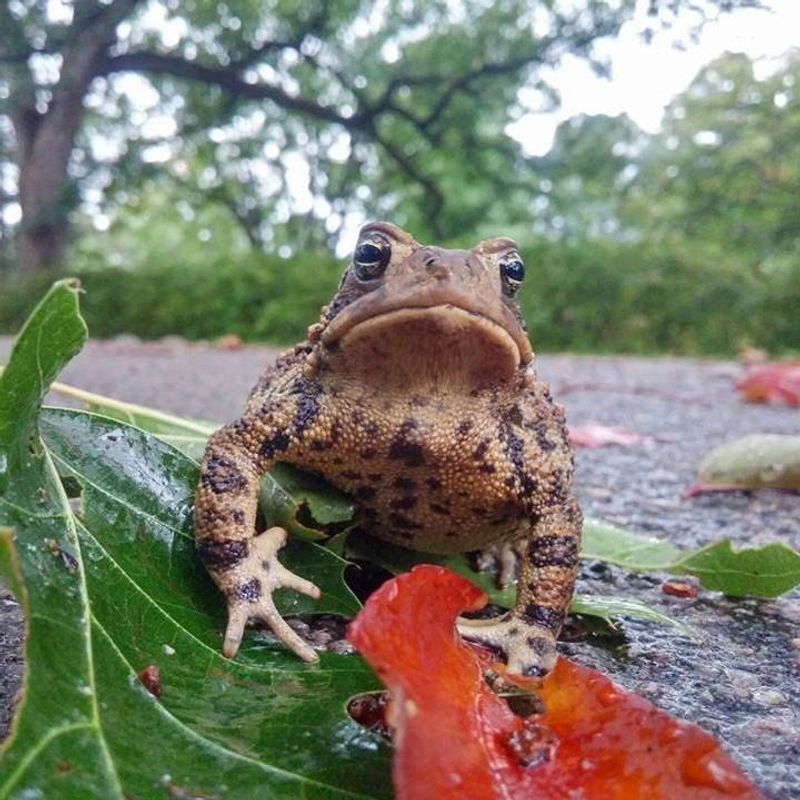 Toads in Residence
