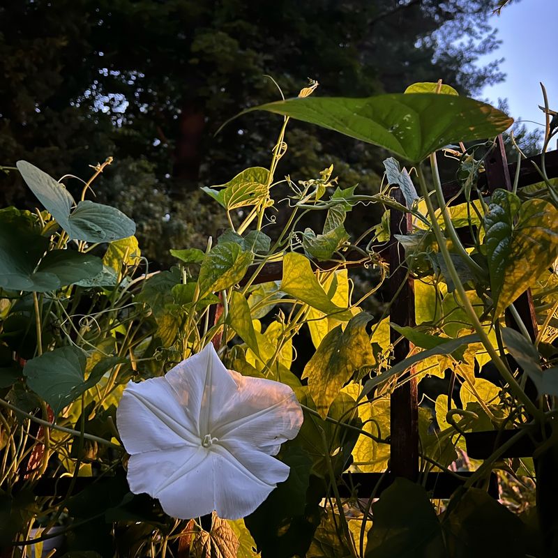 Moonflower