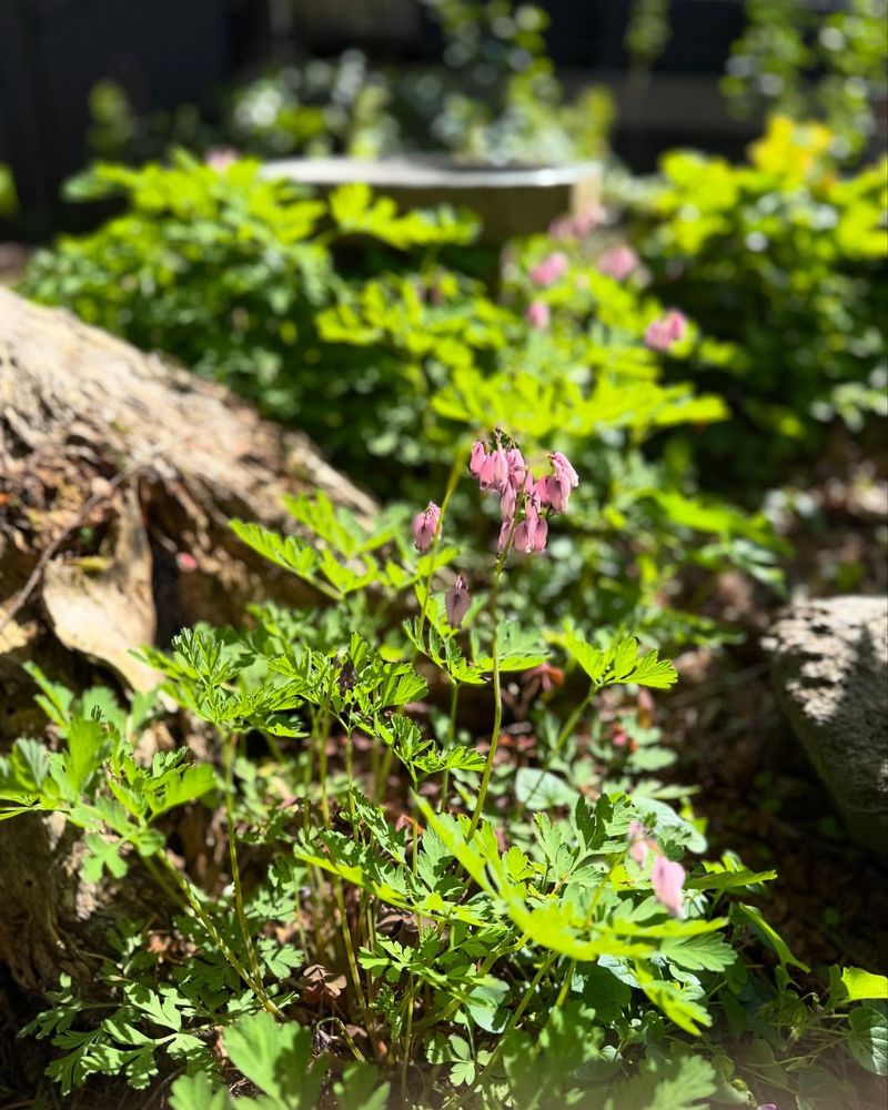 Bleeding Heart: Spring Woodland Wonder