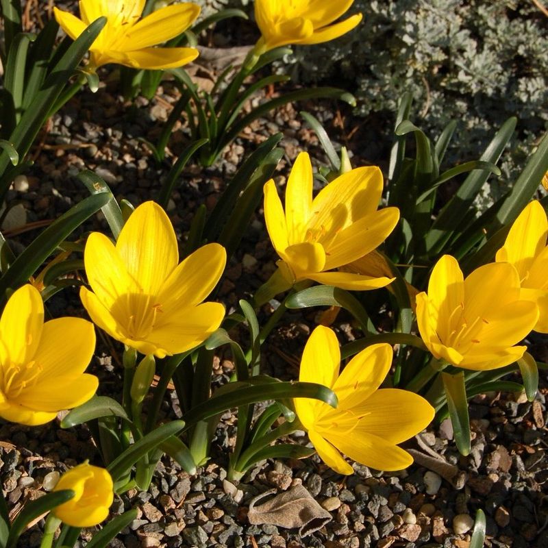 Autumn Crocus