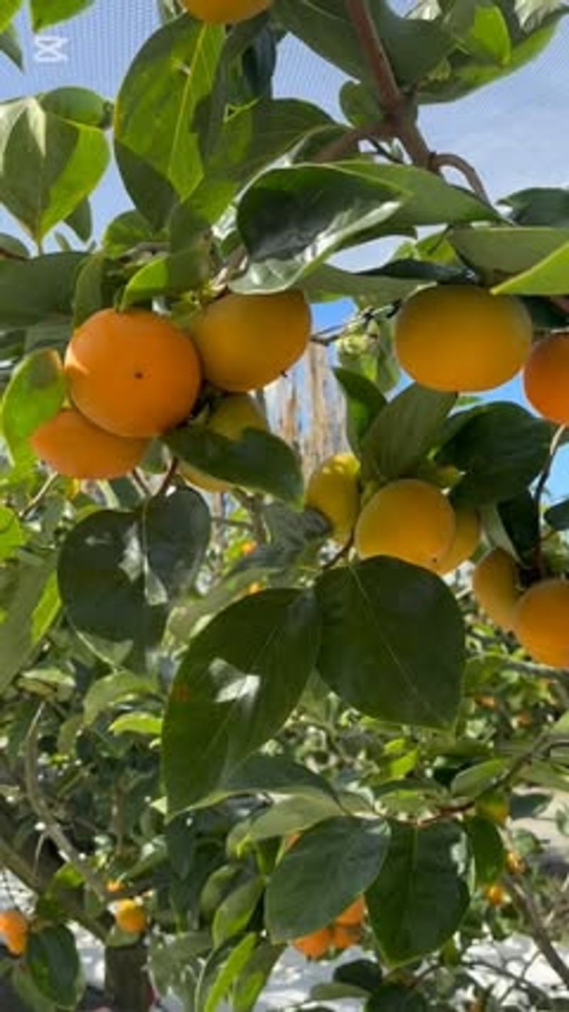 Persimmon: Honey-Sweet Autumn Jewels