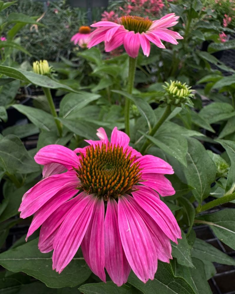 Pink Coneflower (Echinacea)