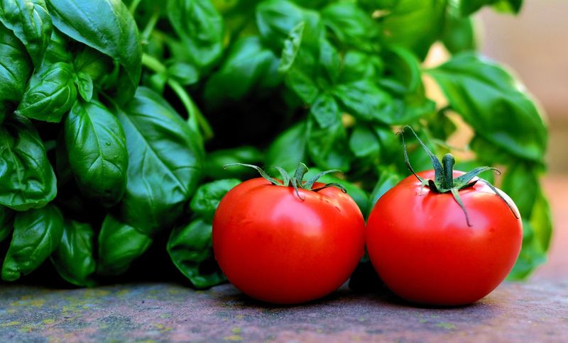Plant Basil As Companions