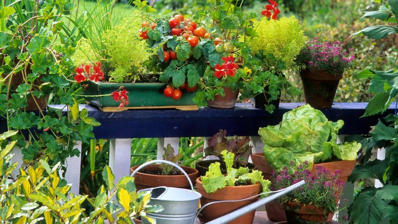 Overcrowding Plants