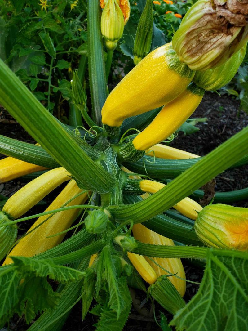 Remove Damaged Or Diseased Squash Immediately