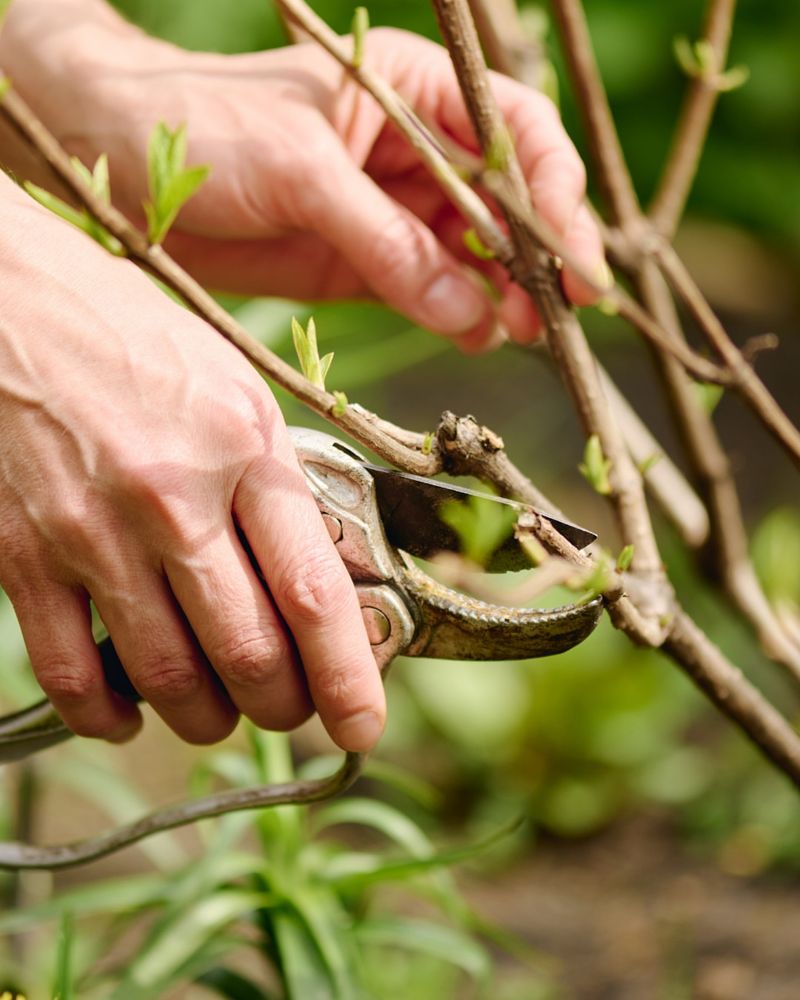 Skip Pruning and Transplanting