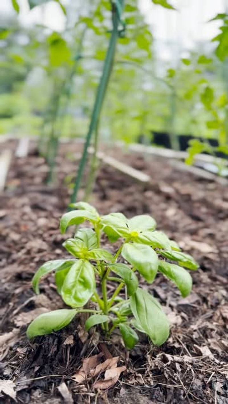 Choose Climate-Appropriate Varieties
