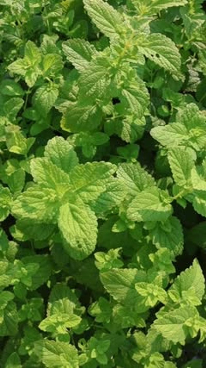 Prevent Flowering For Leaf Production