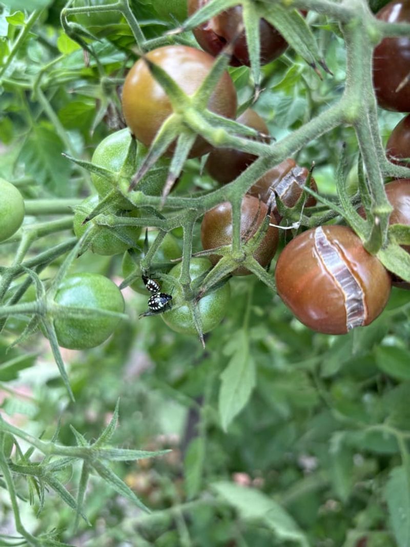 Pest Management