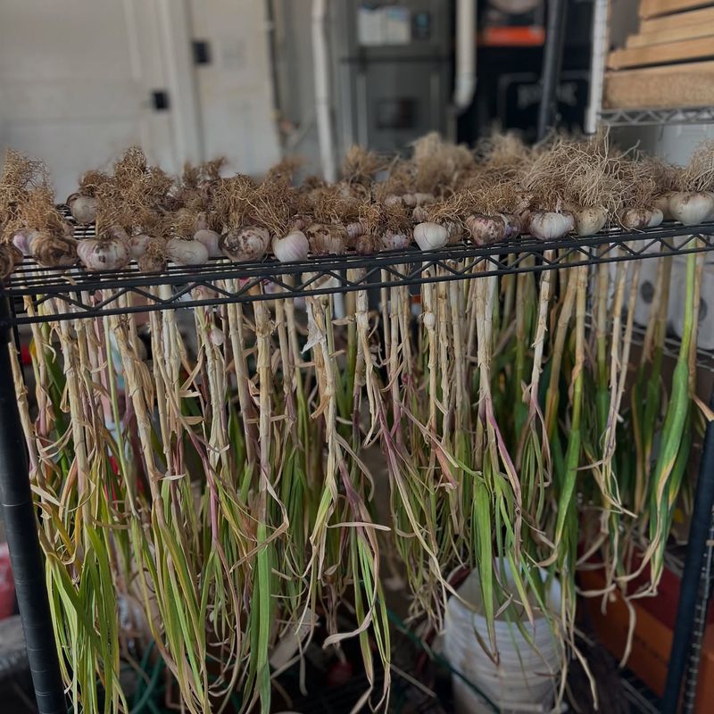 Curing Process Disruption