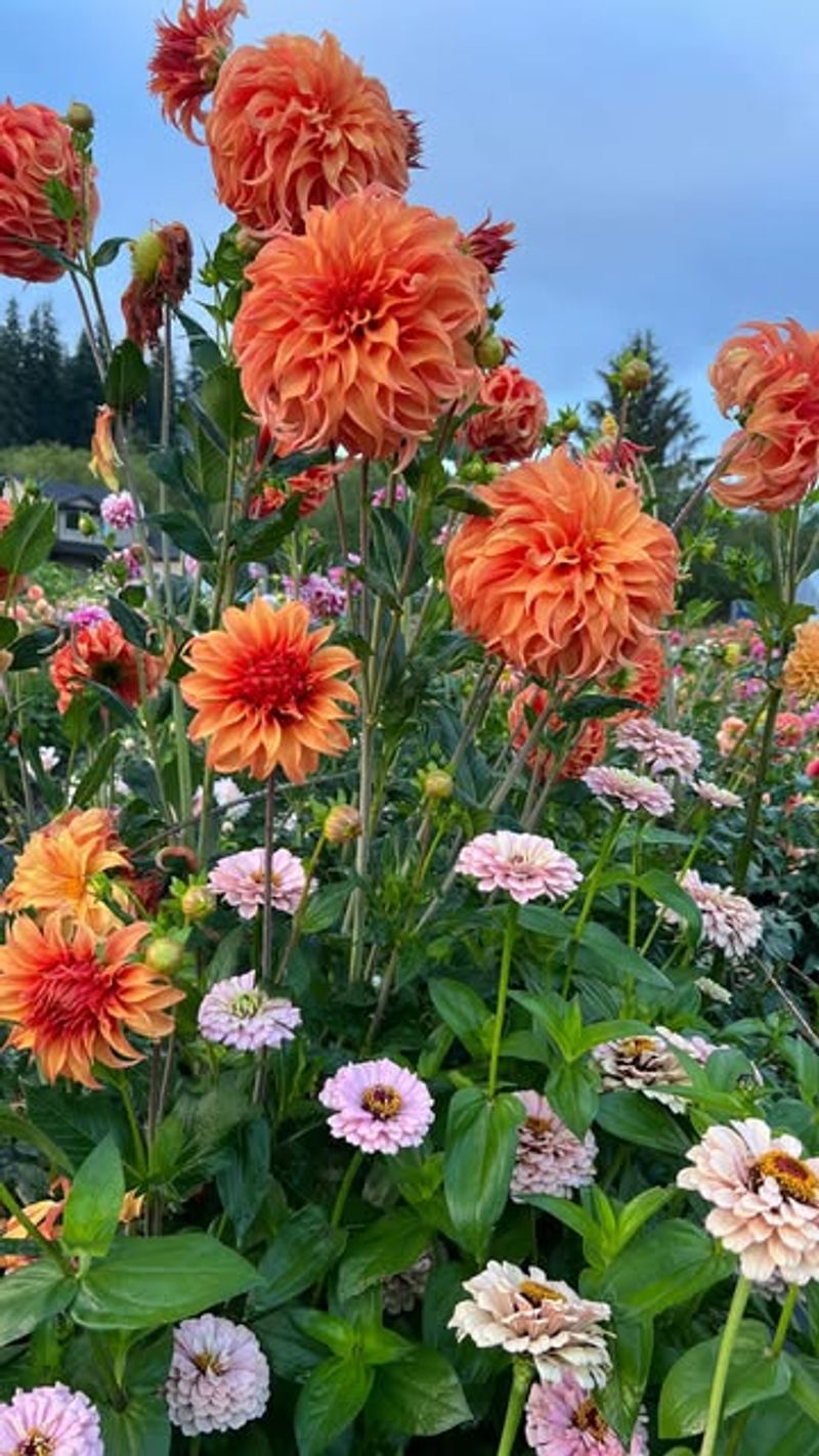 Transplanting In Mid-Summer