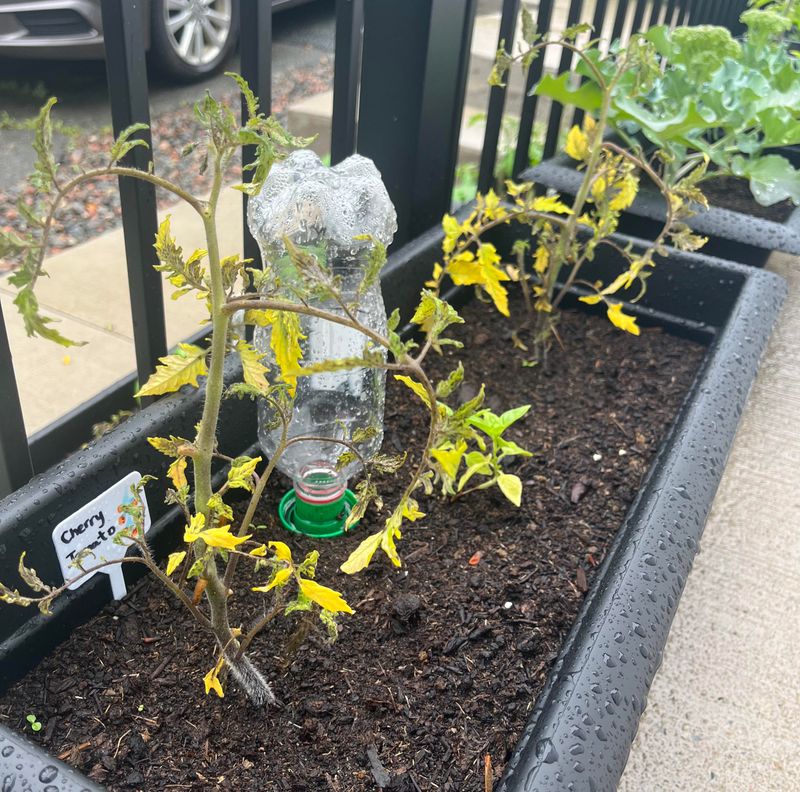 Neglecting Soil pH